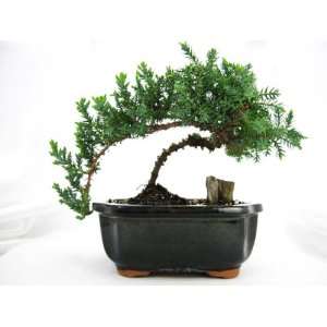 9GreenBox   Japaness Juniper Bonsai Tree w/ Bonsai FERTILIZER:  