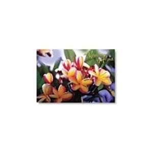   Meaning of Aloha Greeting Card Plumeria Blossom 