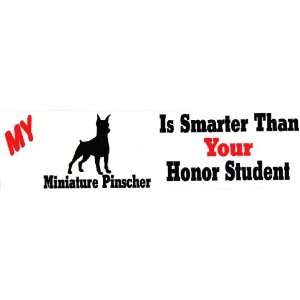   Miniature Pinscher is smarter than your honor student 