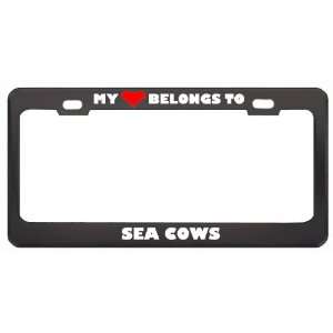 My Heart Belongs To Sea Cows Animals Metal License Plate Frame Holder 