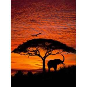 Wallpaper Brewster Komar Photomurals Vol 9 National Geographic African 