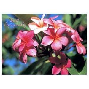  Hawaiian Sympathy Card Pink Plumeria 