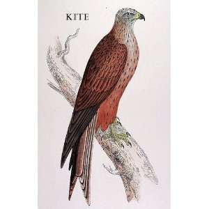  Birds Kite Sheet of 21 Personalised Glossy Stickers or 