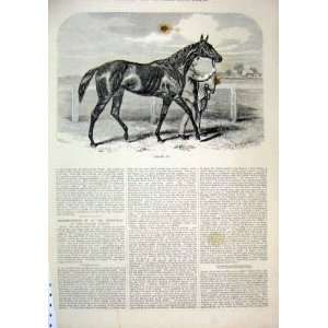   Horse 1874 Caller Ou Man Leading Race Course Old Print