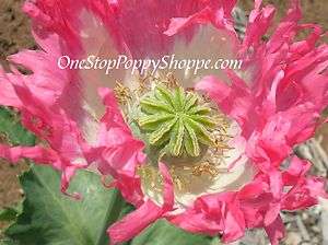   Papaver somniferum Poppy Seeds  Afghan Pink/ White   White Flower Seed