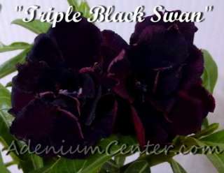 ADENIUM OBESUM DESERT ROSE ROSY FLOWER  TRIPLE BLACK SWAN  20 seeds 