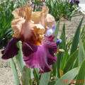 CHINESE NEW YEAR (Ghio 97) Tall Bearded Iris, 36, blooms in Mid 