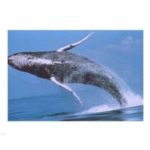  Humpback whale breaching Poster (10.00 x 8.00)