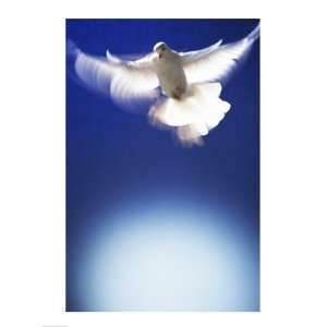 White Dove in flight 18.00 x 24.00 Poster Print