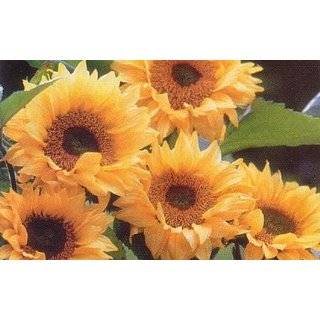  Moulin Rouge Sunflower 15 Seeds/Seed: Patio, Lawn & Garden