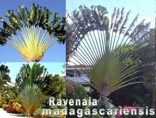 Ravenala madagascariensis   Baum der Reisenden   Travelers Tree
