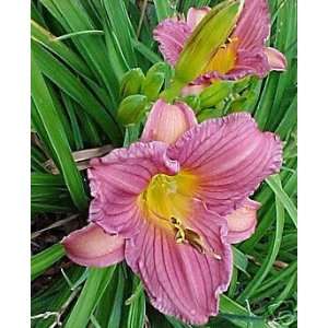  Daylily. Purple D Oro **Repeat Bloomers**Attracts 