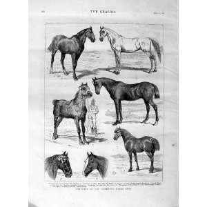  1875 ISLINGTON HORSE SHOW HUNTERS NORFOLK PEERLESS