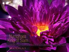 TYP   Tropical waterlily tuber Choose any THREE   Take your pick 