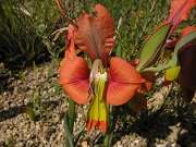 Gladiolus Alatus   5 Seeds   South African Bulb Seeds  