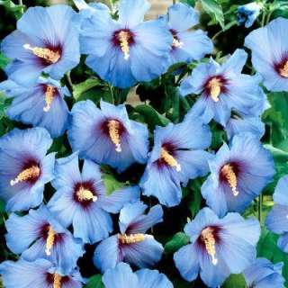    Hibiscus Satin Blue Satin  