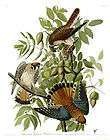 no 142 american sparrow hawk havell audubon print expedited shipping