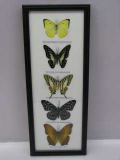 echte exotische Schmetterlinge im Schaukasten hinter Glas aus Holz 