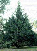   Tree, 1 2 ft (3 Set) Fast Growing Evergreens for Privacy Screen  