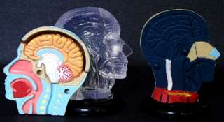 MINI HUMAN HEAD MEDICAL MODEL ANATOMICAL ANATOMY SET  