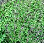 THAI BASIL *Queenette* 100 mg SEEDS Edible & Ornamental