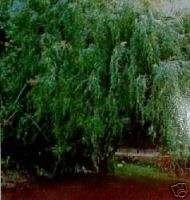 Weeping Tea Tree Seeds Drought Tolerant Frost Tolerant Adaptable Soils 
