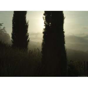 Cypress Trees Looming in Front of the Chianti Hillside Shrouded in Fog 