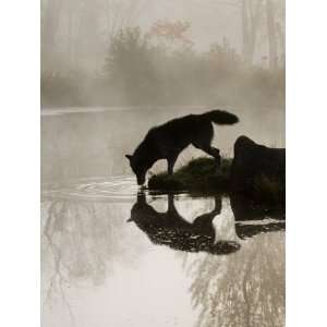  Gray Wolf (Canis Lupus) Drinking in the Fog, Reflected in 