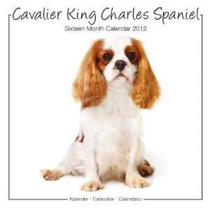    Cavalier King Charles 2012 Wall Calendar 12 X 12