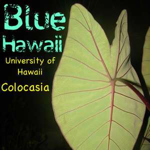 BLUE HAWAII TARO Live XL Colocasia Plant ELEPHANT EAR  