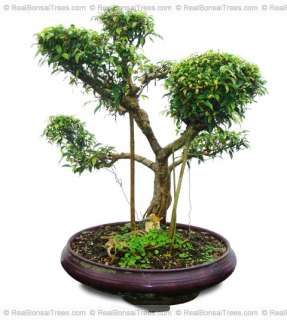 Real Old Live Willow Leaf Bonsai Tree For Sale w/Pot  