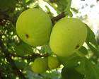 Green Fig Tree 25+ Seeds