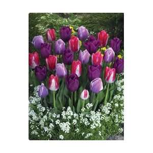   The Lovers Blend Fall Flower Bulb   Pack of 15 Patio, Lawn & Garden