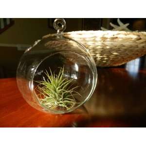  Hanging Glass Globe Terrarium with Air Plant Sweet Little 