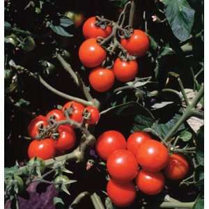 com Davids Organic Non Hybrid Red Cherry Tomato Washington 30 Seeds 