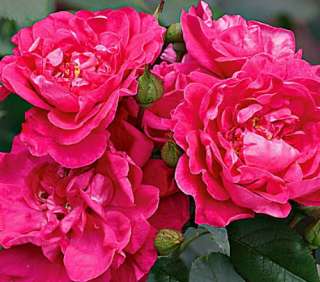 Party Hardy Rose Bush   Everblooming   Mild Apple Fragrance  