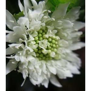   Pincushion Mourning bride White 20 Flower Seeds Patio, Lawn & Garden