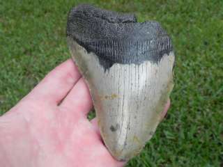 75f Megalodon Fossil Shark Tooth 100% AUTHENTIC SHARK  