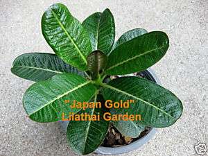 Promotion Rare Plumeria Dwarf Mini Japan Gold Plant  