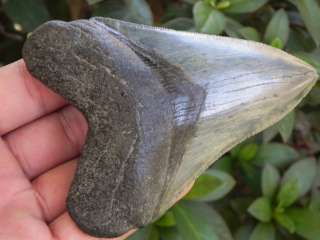 4a Serrated Miocene Fossilized Megalodon Sharks Tooth SCARY MEGALODON 