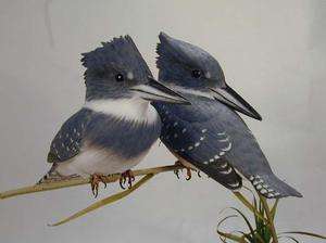 Belted Kingfisher Original Birds Wood Carving  